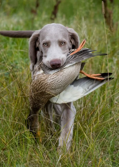 947d8c25cf212909e06443b9eac4089f